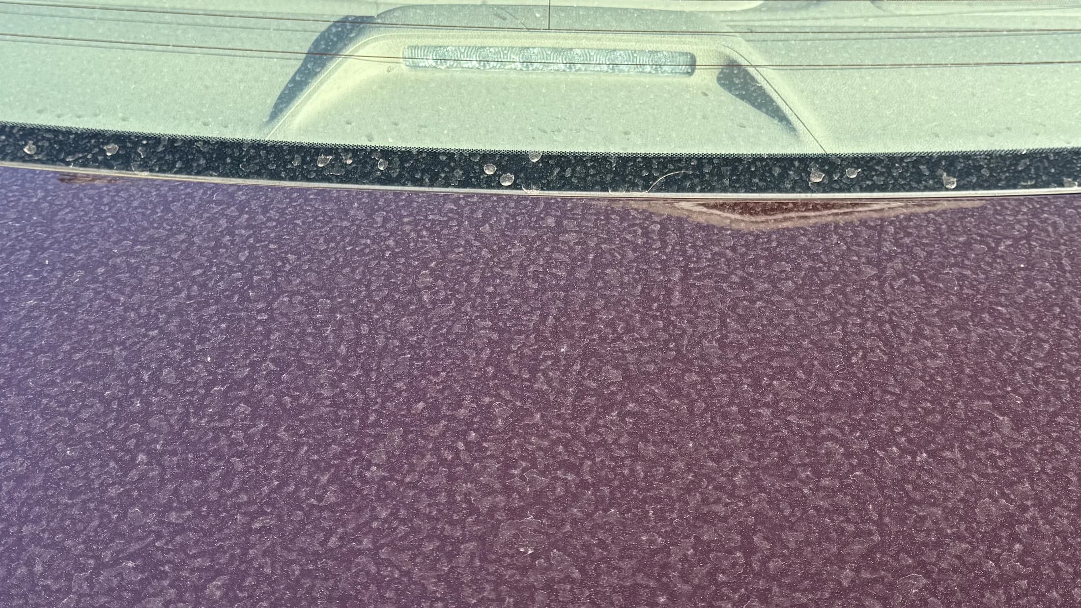 Water beading on a vehicle trunk after protection work.